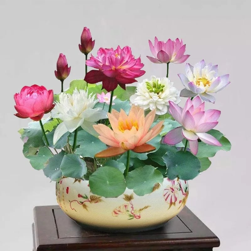 🔥LAST DAY 46% OFF💐The Sacred Bonsai Bowl Lotus Flower