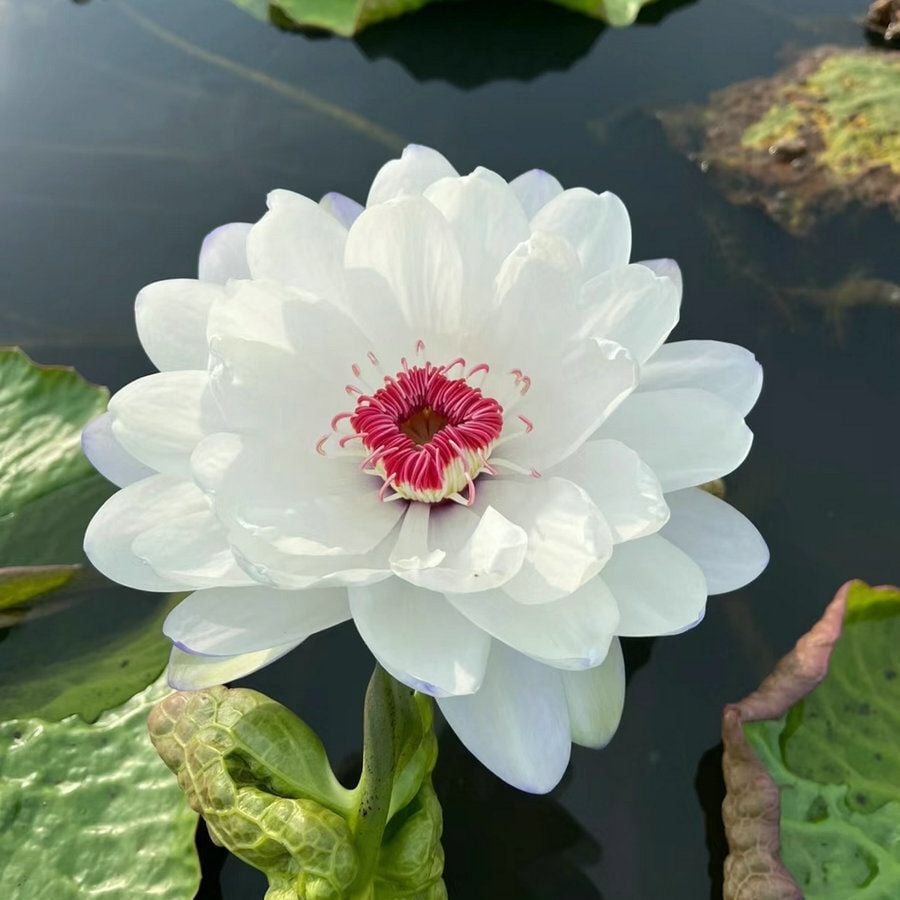 🔥LAST DAY 46% OFF💐The Sacred Bonsai Bowl Lotus Flower