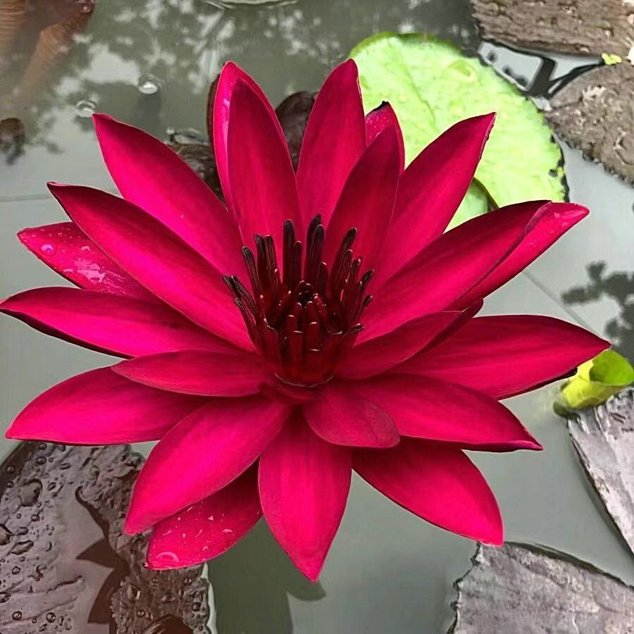 🔥LAST DAY 46% OFF💐The Sacred Bonsai Bowl Lotus Flower