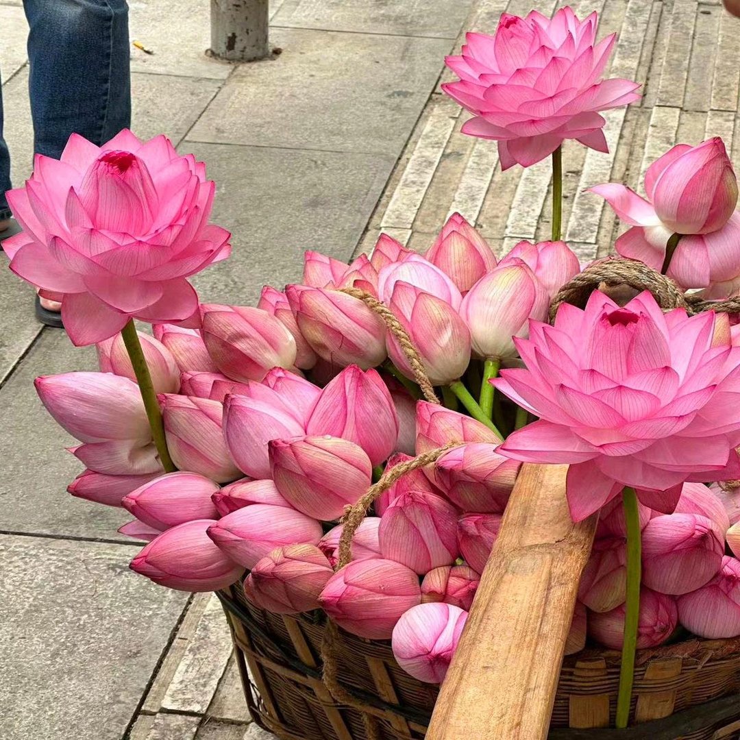 🔥LAST DAY 46% OFF💐The Sacred Bonsai Bowl Lotus Flower
