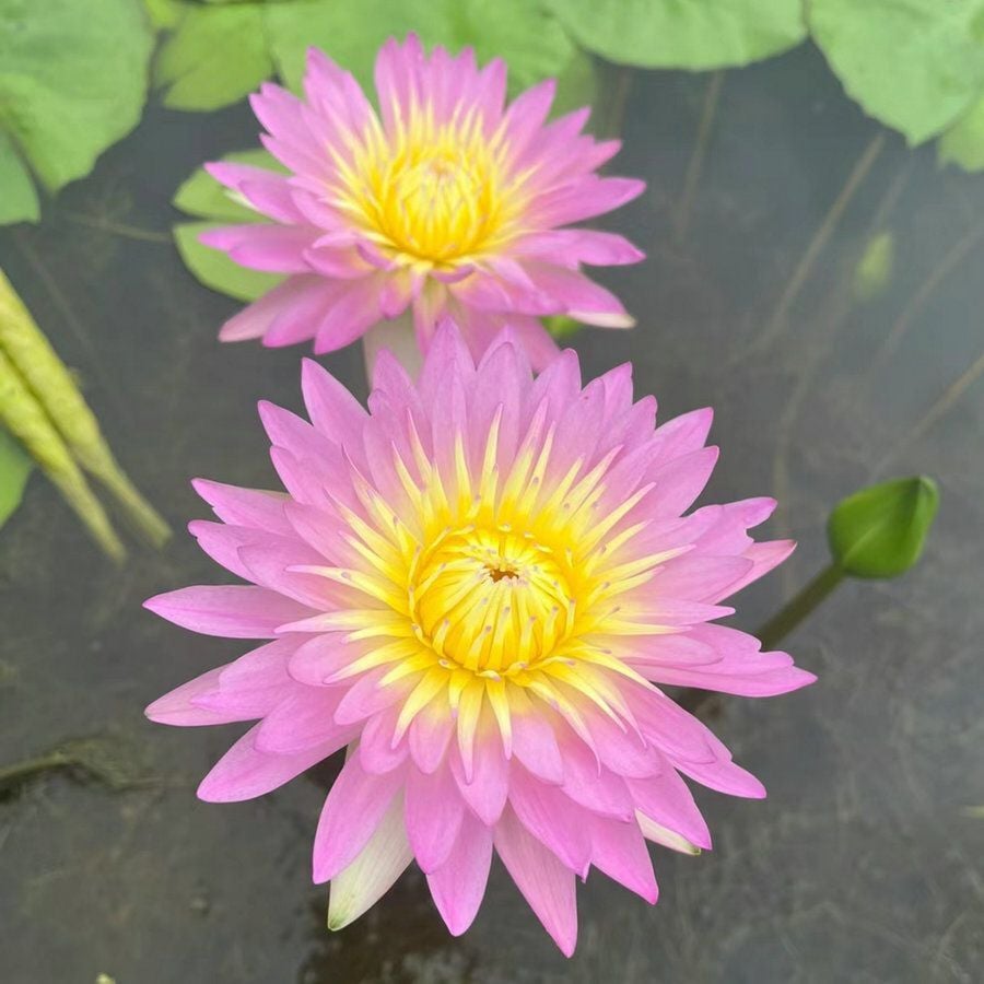 🔥LAST DAY 46% OFF💐The Sacred Bonsai Bowl Lotus Flower