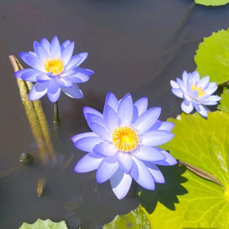 🔥LAST DAY 46% OFF💐The Sacred Bonsai Bowl Lotus Flower