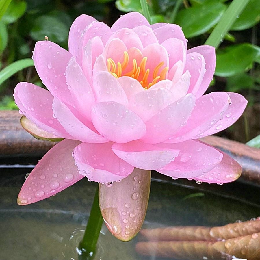 🔥LAST DAY 46% OFF💐The Sacred Bonsai Bowl Lotus Flower