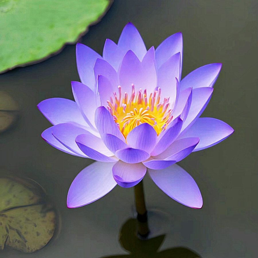 🔥LAST DAY 46% OFF💐The Sacred Bonsai Bowl Lotus Flower