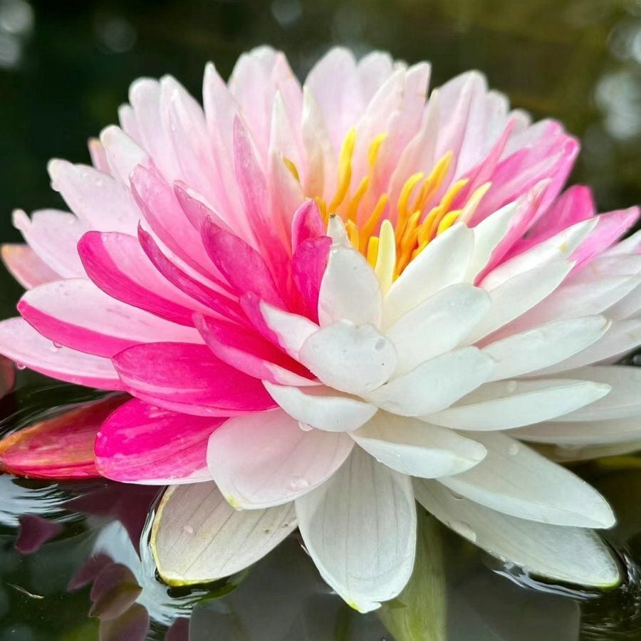 🔥LAST DAY 46% OFF💐The Sacred Bonsai Bowl Lotus Flower