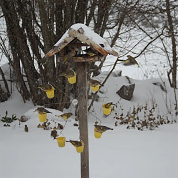 Wyhsports - Ferris Wheel Bird Feeder
