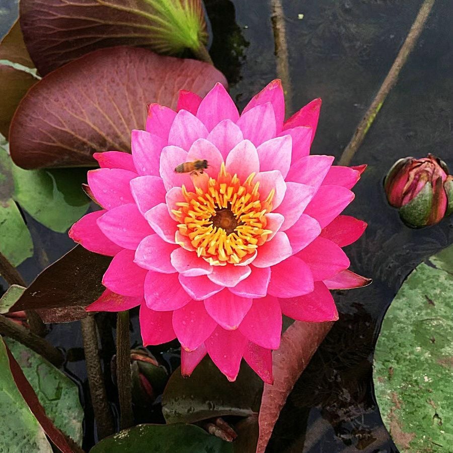 🔥LAST DAY 46% OFF💐The Sacred Bonsai Bowl Lotus Flower