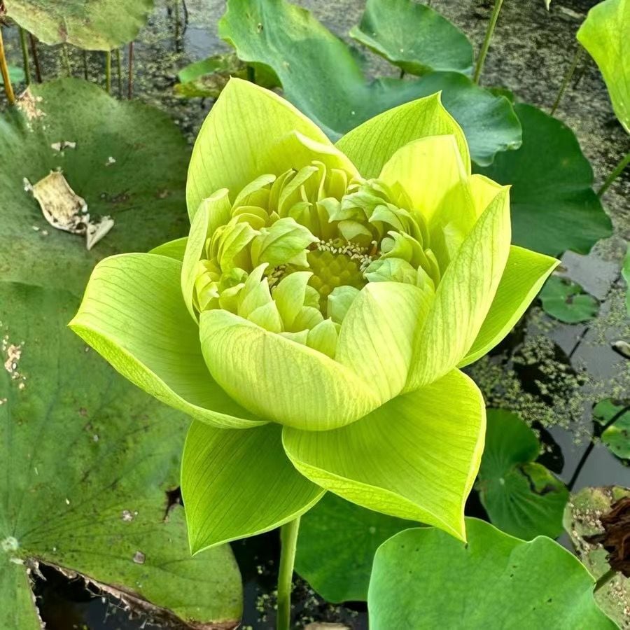🔥LAST DAY 46% OFF💐The Sacred Bonsai Bowl Lotus Flower