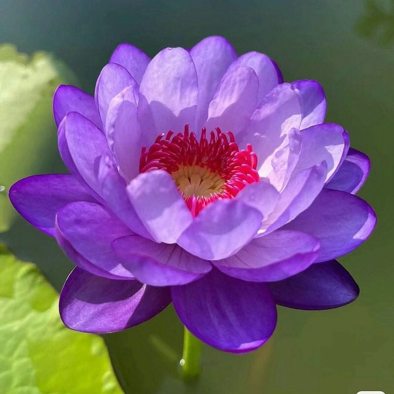 🔥LAST DAY 46% OFF💐The Sacred Bonsai Bowl Lotus Flower