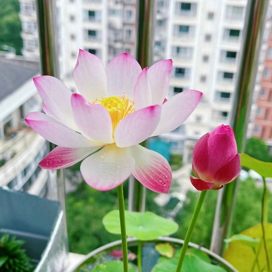 🔥LAST DAY 46% OFF💐The Sacred Bonsai Bowl Lotus Flower