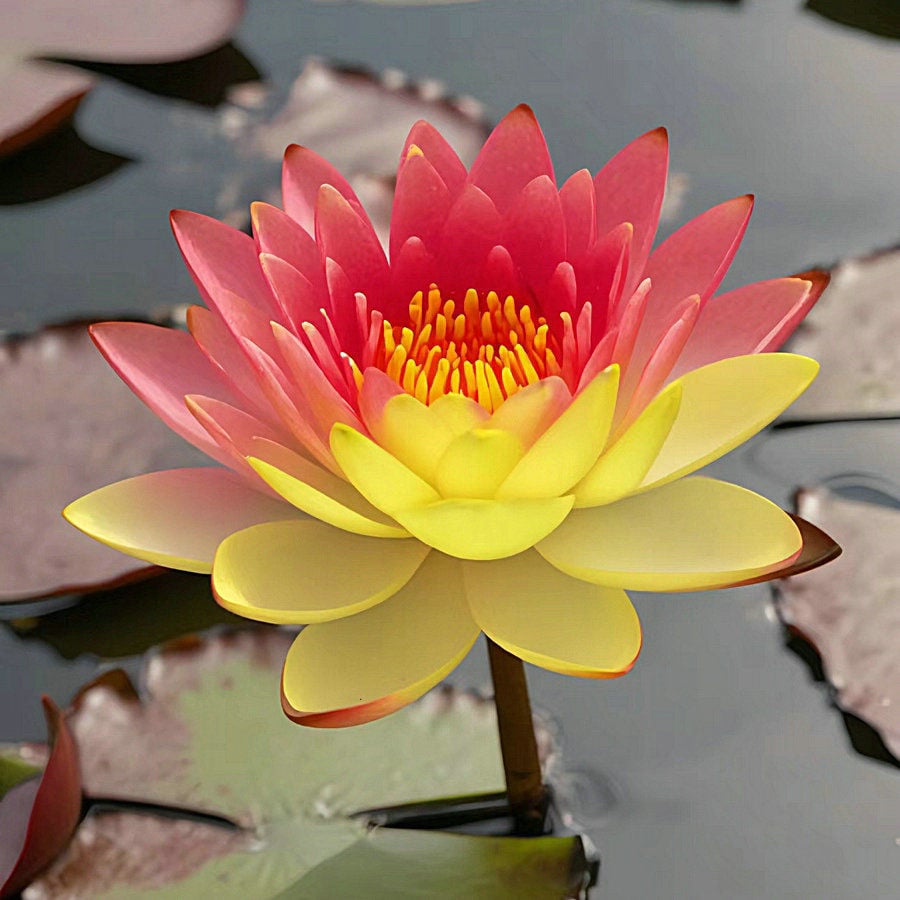🔥LAST DAY 46% OFF💐The Sacred Bonsai Bowl Lotus Flower