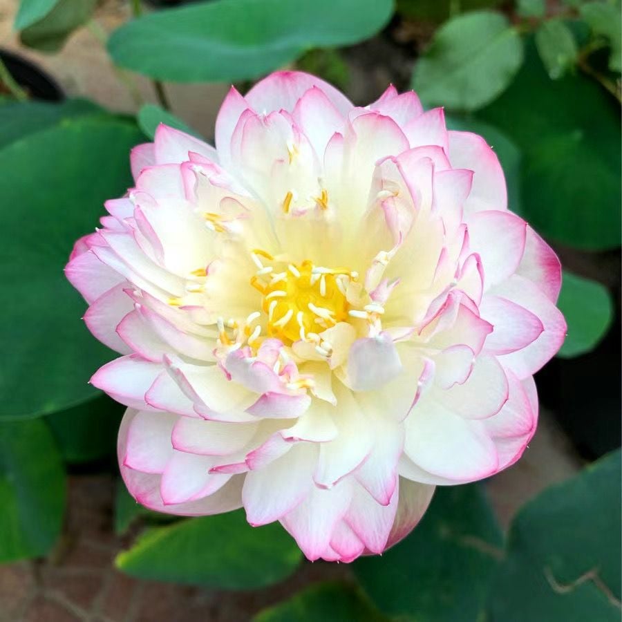 🔥LAST DAY 46% OFF💐The Sacred Bonsai Bowl Lotus Flower