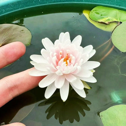 🔥LAST DAY 46% OFF💐The Sacred Bonsai Bowl Lotus Flower