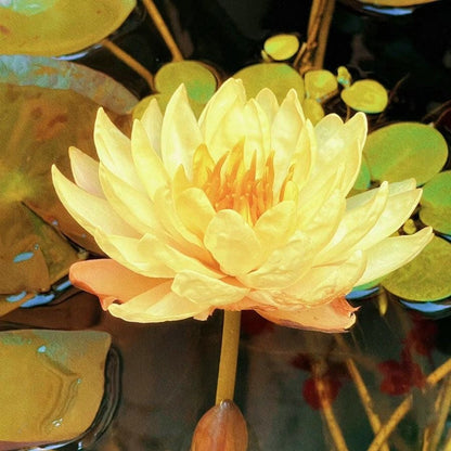 🔥LAST DAY 46% OFF💐The Sacred Bonsai Bowl Lotus Flower