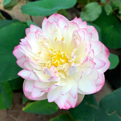 🔥LAST DAY 46% OFF💐The Sacred Bonsai Bowl Lotus Flower