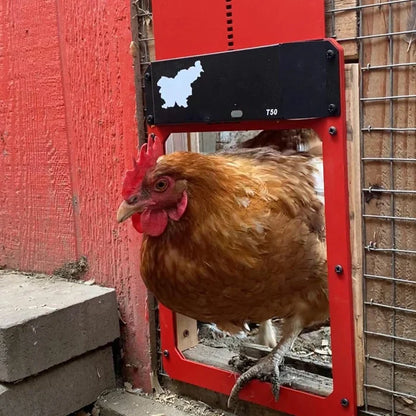 🎉This week's specials - Automatic Chicken Coop Door - naotstore