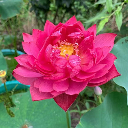 🔥LAST DAY 46% OFF💐The Sacred Bonsai Bowl Lotus Flower
